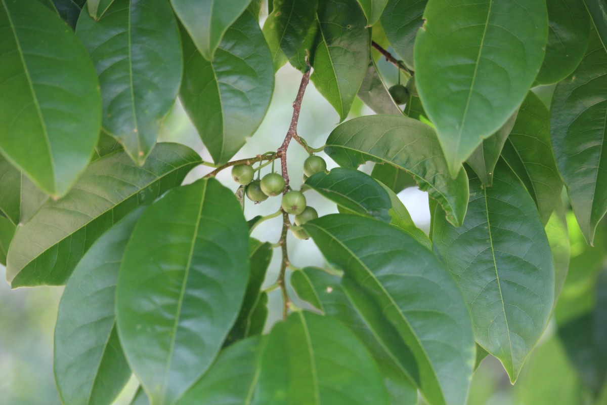 Margaritaria indica (Dalzell) Airy Shaw